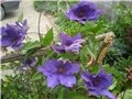 clematis